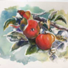 Red-Appels, Aquarell Papier